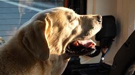 犬舍 圖5