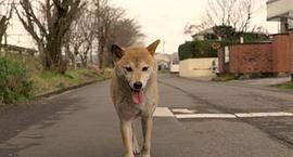 日本狗的电影感人的叫什么 图6