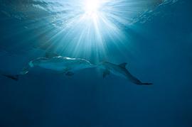一只海豚的故事免费观看 图9