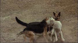 8只雪橇犬电影 图8