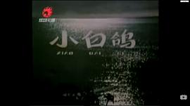 小白鴿 圖6