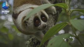 野性四季：珍稀野生動物在中國 圖1