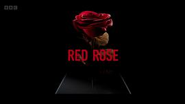 红玫瑰 图7