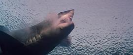 深海狂鲨 图9