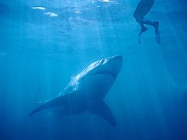深海狂鲨 图3