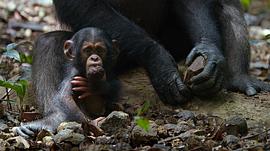 记录猩猩的纪录片 图3