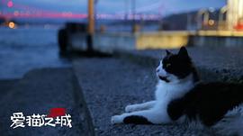 爱猫之城经典语录电影 图8