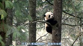 大熊猫淘淘纪录片 图6