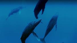 10种已灭绝的最大鲸鱼 图3