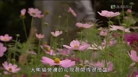 馬文與中國大熊貓 圖4