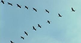 迁徙的鸟纪录片在线观看免费 图5