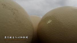 大鳥 圖1