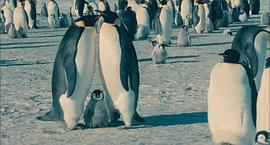 BBC帝企鹅纪录片国语版 图8
