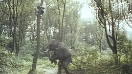 非洲超人 圖4