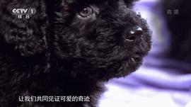 萌寵成長記 第一季 圖10
