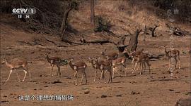 白獅成長記3 圖9