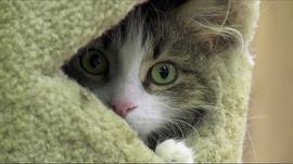 猫夫人与700只猫 图6