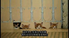 爱猫之城经典语录电影 图7