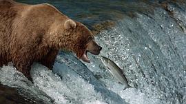 棕熊吃鲑鱼纪录片 图7