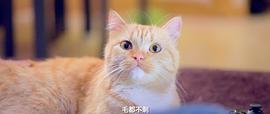 伊咪 圖3