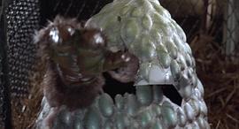 奇遇 圖6