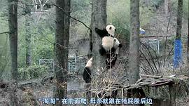 大熊猫淘淘纪录片 图2