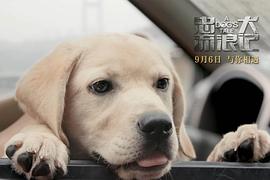 忠犬类电影 图8