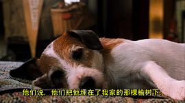 我的小狗斯齊普 圖4