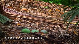 大鳥 圖7