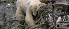 最大北极熊1407公斤图片 图8