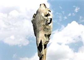 被遺忘的祖先的陰影 圖5