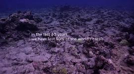 珊瑚的死亡 图3