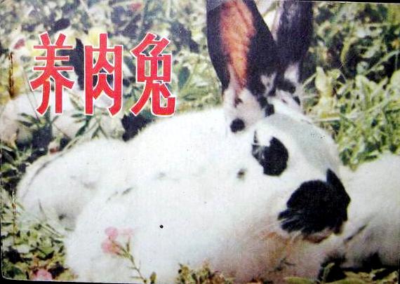 養(yǎng)肉兔