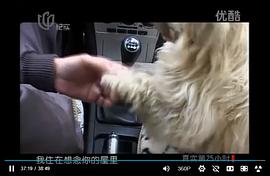 流浪狗小黃的故事 圖9
