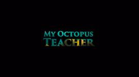 我的章鱼老师纪录片免费播放 图10