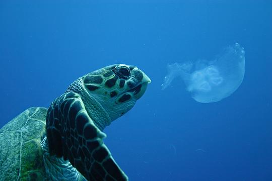 深海探奇观后感