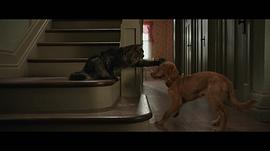 一條狗的使命 圖8