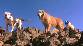 一猫二狗的奇妙旅程电影 图3