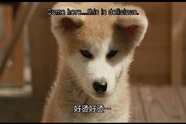 星守之犬在线观看完整版1080 图3