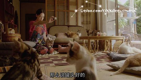 在哪里可以租猫