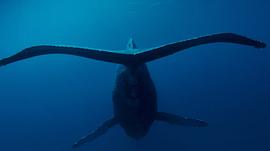 人工鲸鱼刮掉藤壶视频 图8