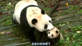 熊猫淘淘当爸爸 图7
