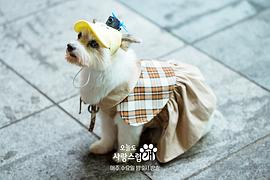今天也很可愛(ài)的狗 圖6