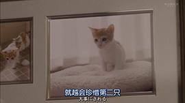 咕咕是一只猫 图7