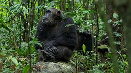 黑猩猩纪录片免费观看 图3