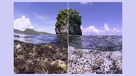 追逐珊瑚电影 图1
