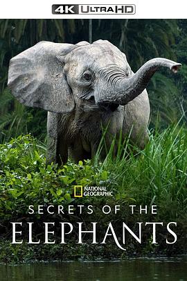 大象的秘密 第一季 图2