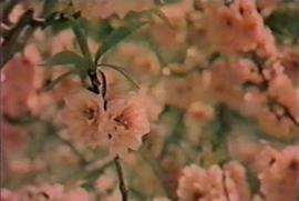 芳草心 圖2