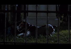 有关狗狗的感人电影 图3