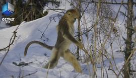野性四季：珍稀野生動物在中國 圖5